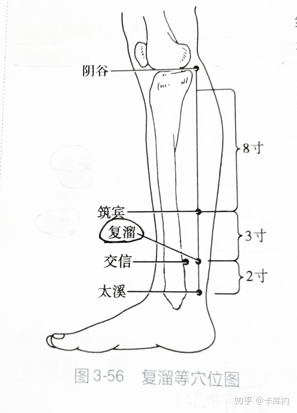 小腿血位置图片