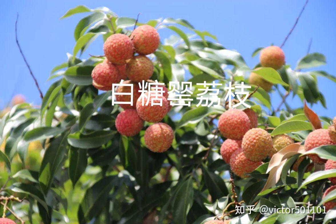 夏日轻奢极品——仙进奉荔枝 - 知乎