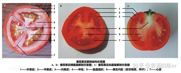 苹果果实解剖结构图图片