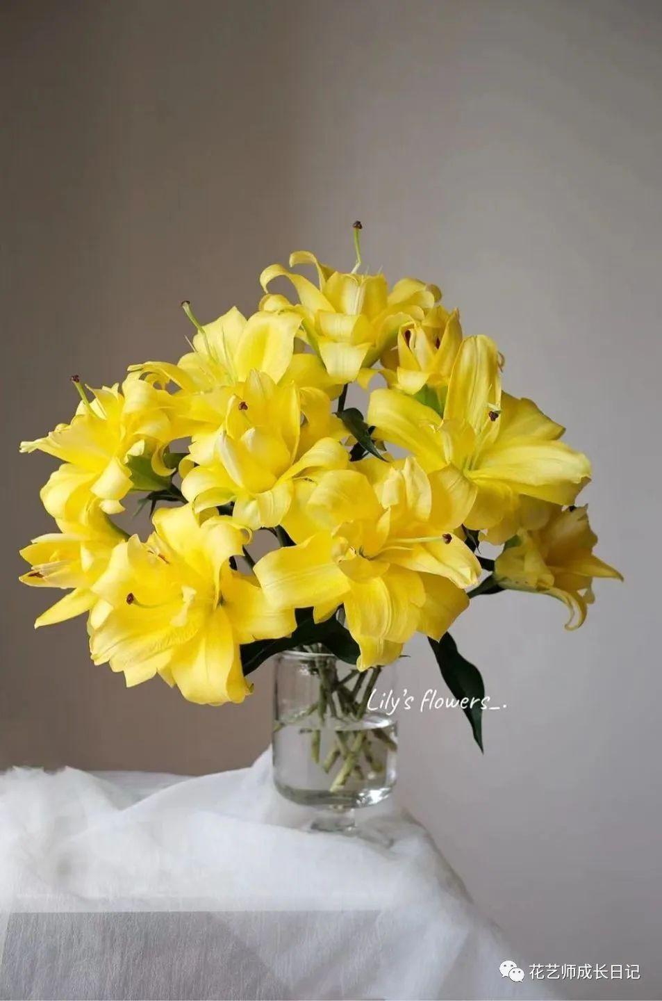 100朵百合vol10异国阳光百合阳光撒下的颜色