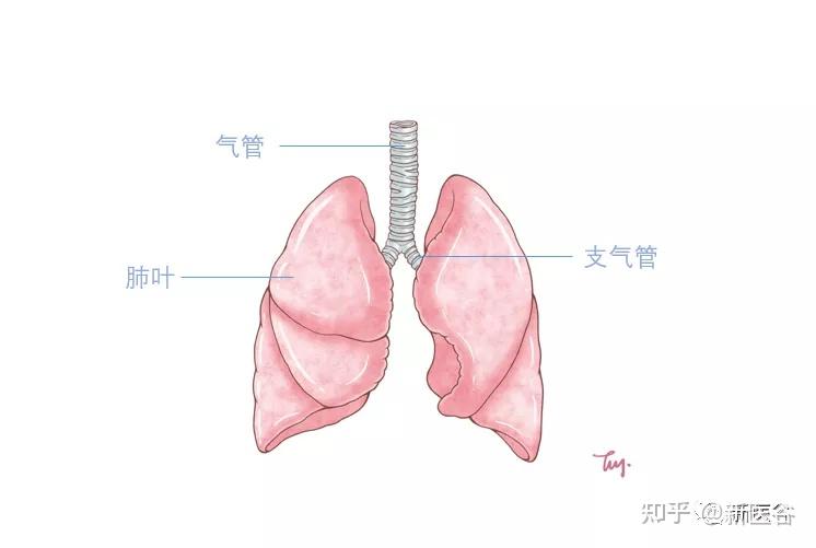 肺大叶和肺小叶位置图图片