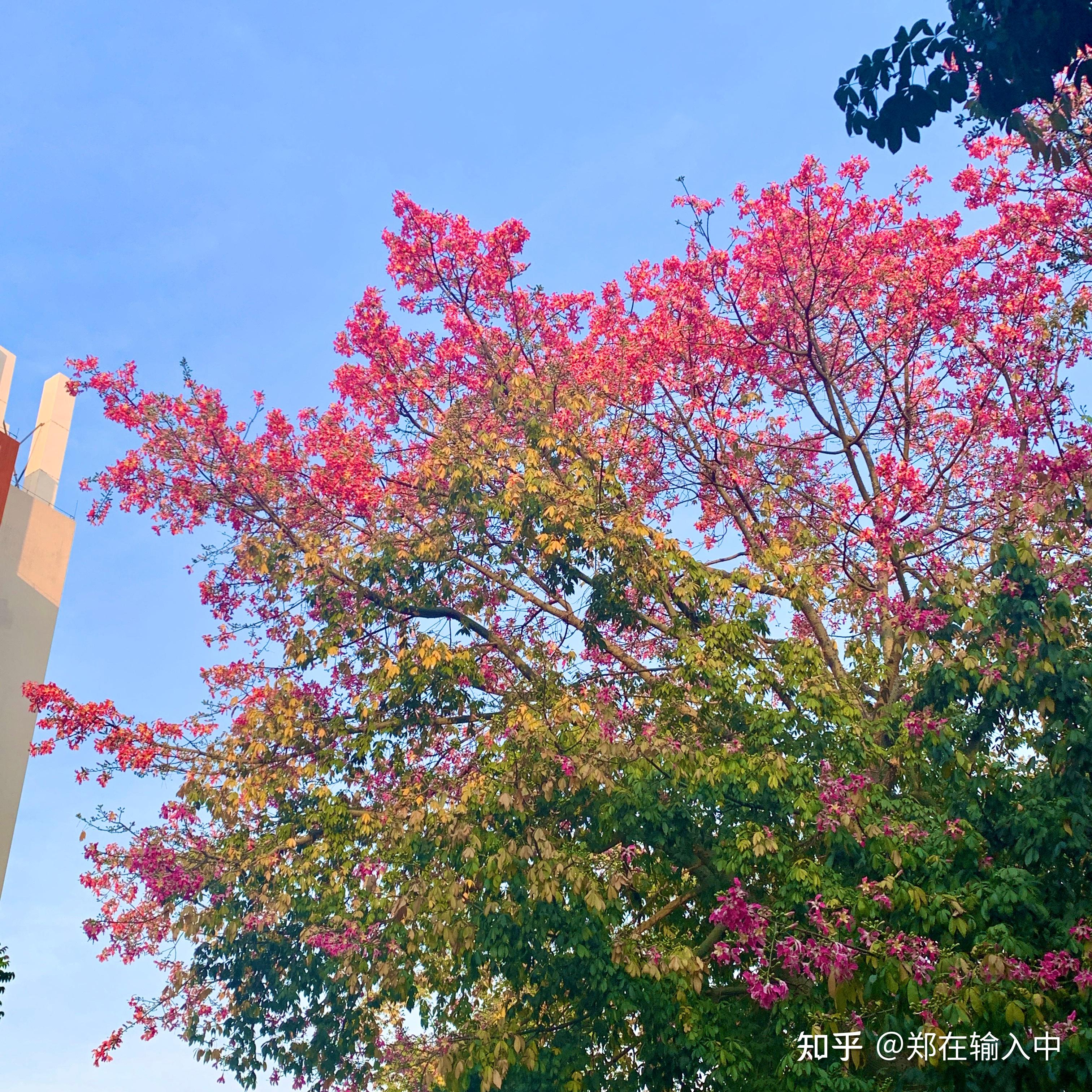 冬日的粉色花海--华软丝木棉 - 知乎