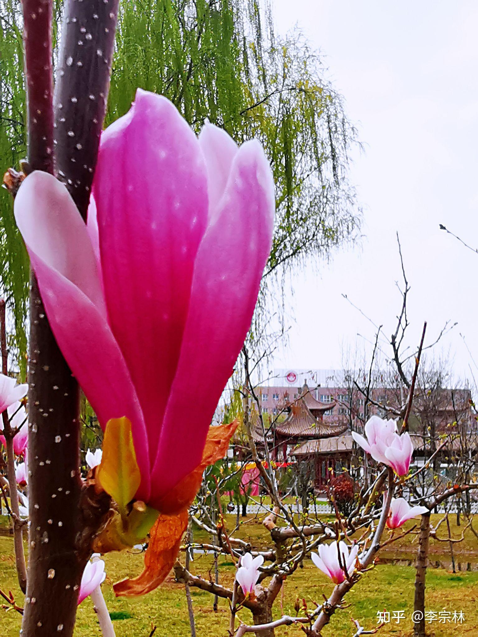 仁寿山桃花盛开的地方