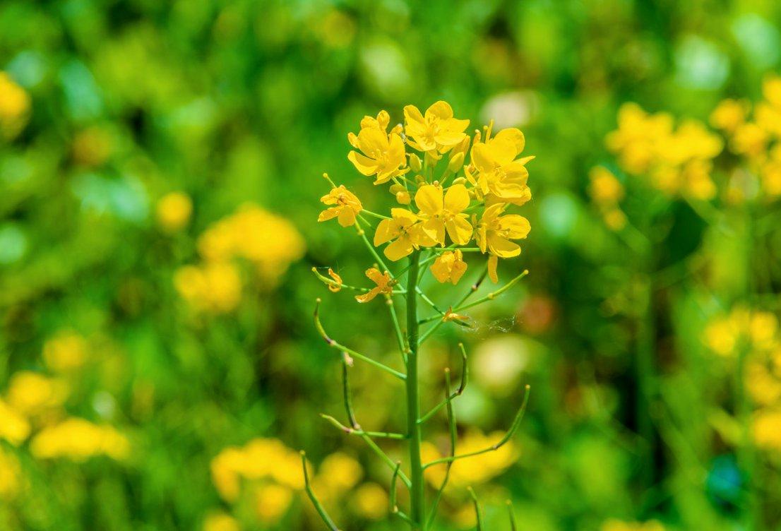 铜梁油菜花图片