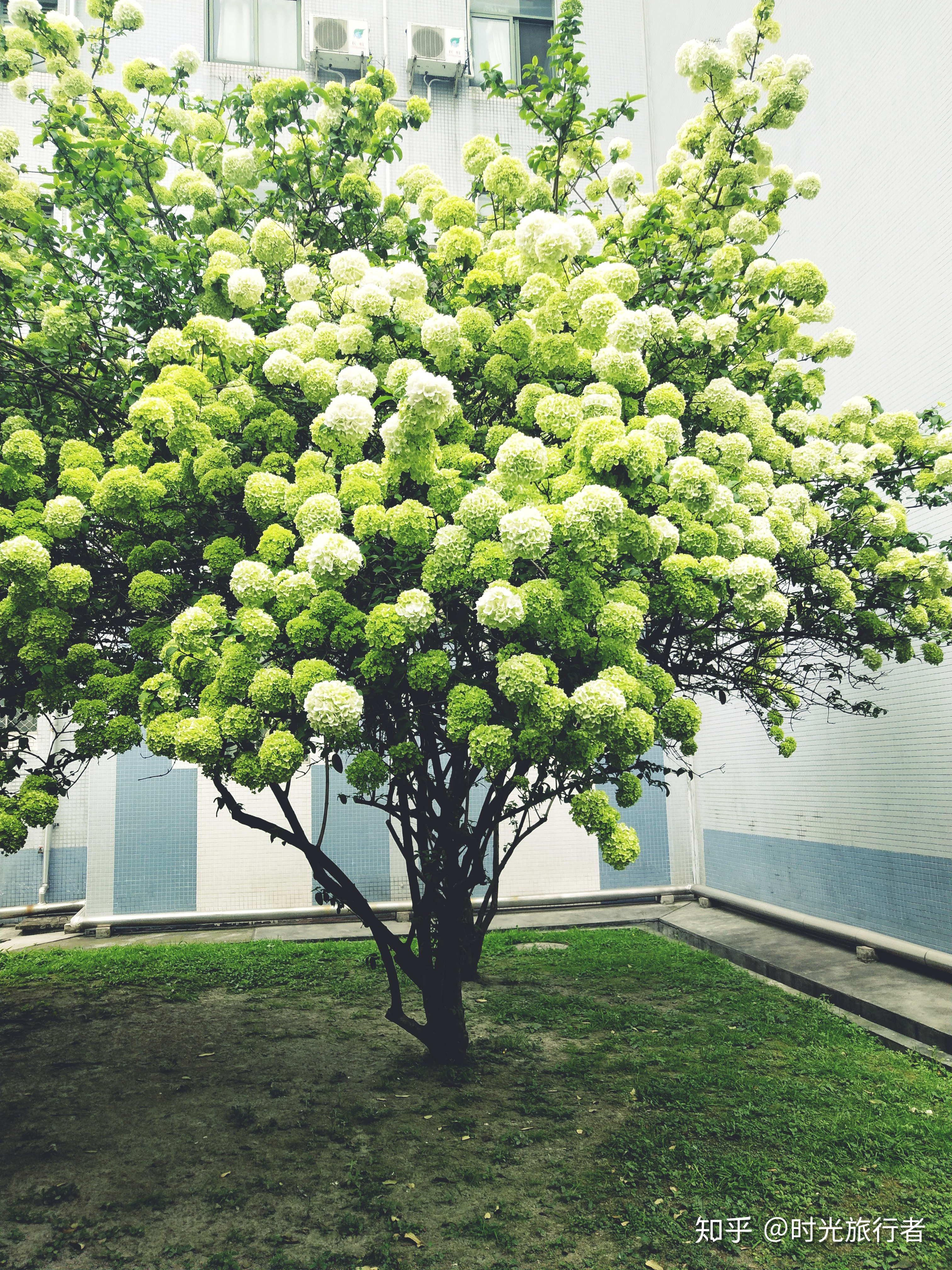 我爱的四月有绣球荚蒾正盛开