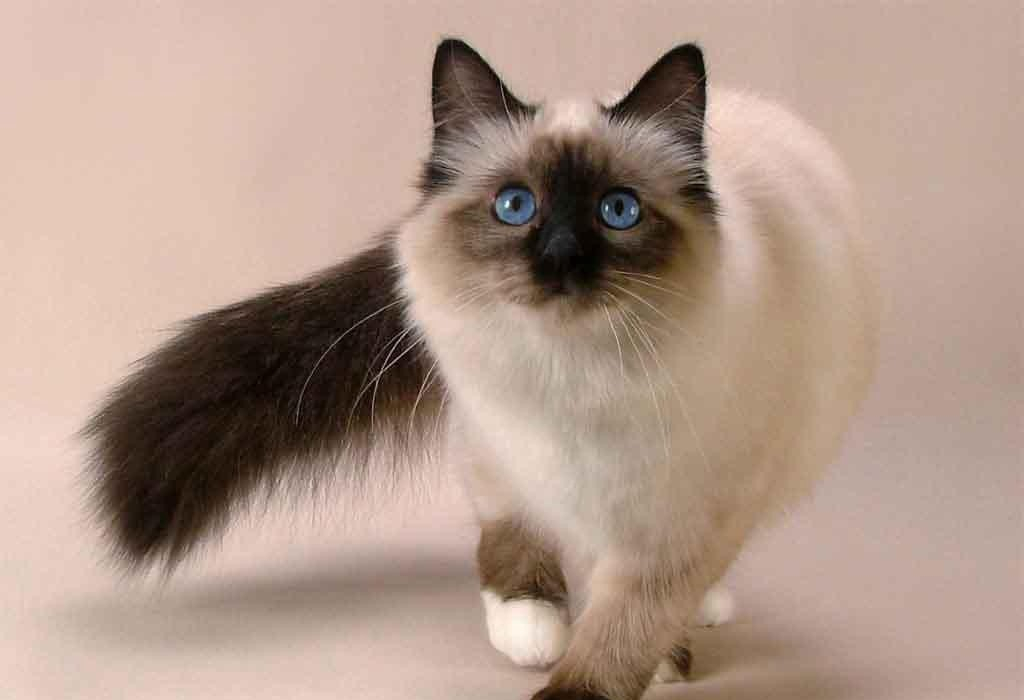 蓝眼品种猫咪合集!你最喜欢哪一种? - 知乎