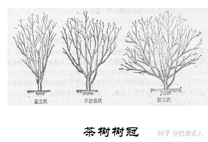 茶经述评之茶树的形态特征