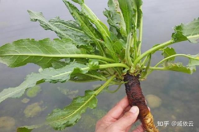 东北人用羊蹄叶喂猪却不知道它也叫金不换