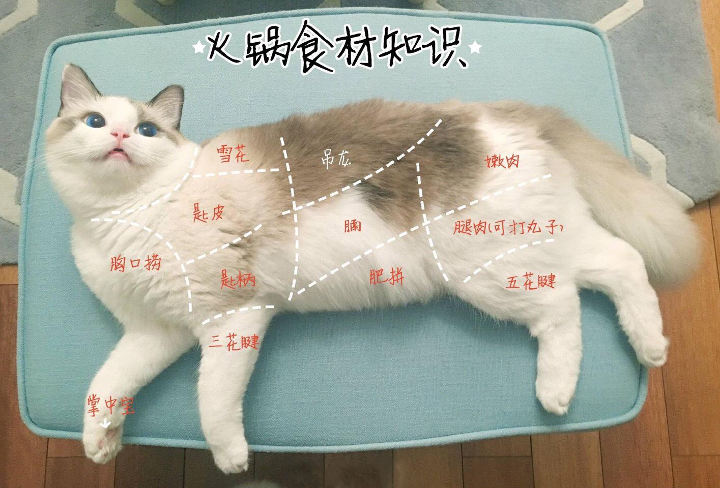 庖丁解牛，可能是最全的牛排部位知识- 知乎