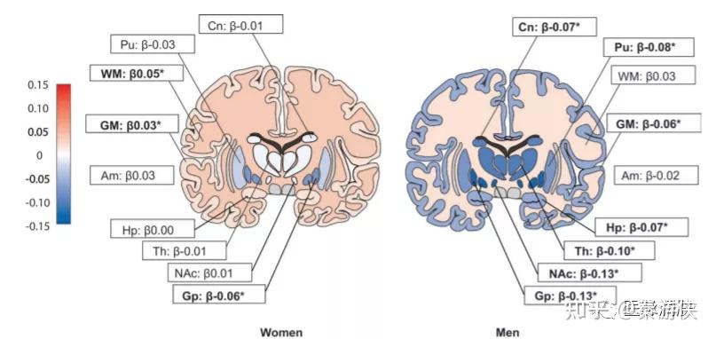 美國馬歇爾大學的學者發現脂肪細胞在認知能力下降和神經變性中發揮