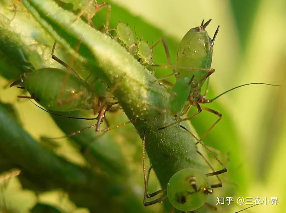 2,天敵的數量減少導致蚜蟲大發生.