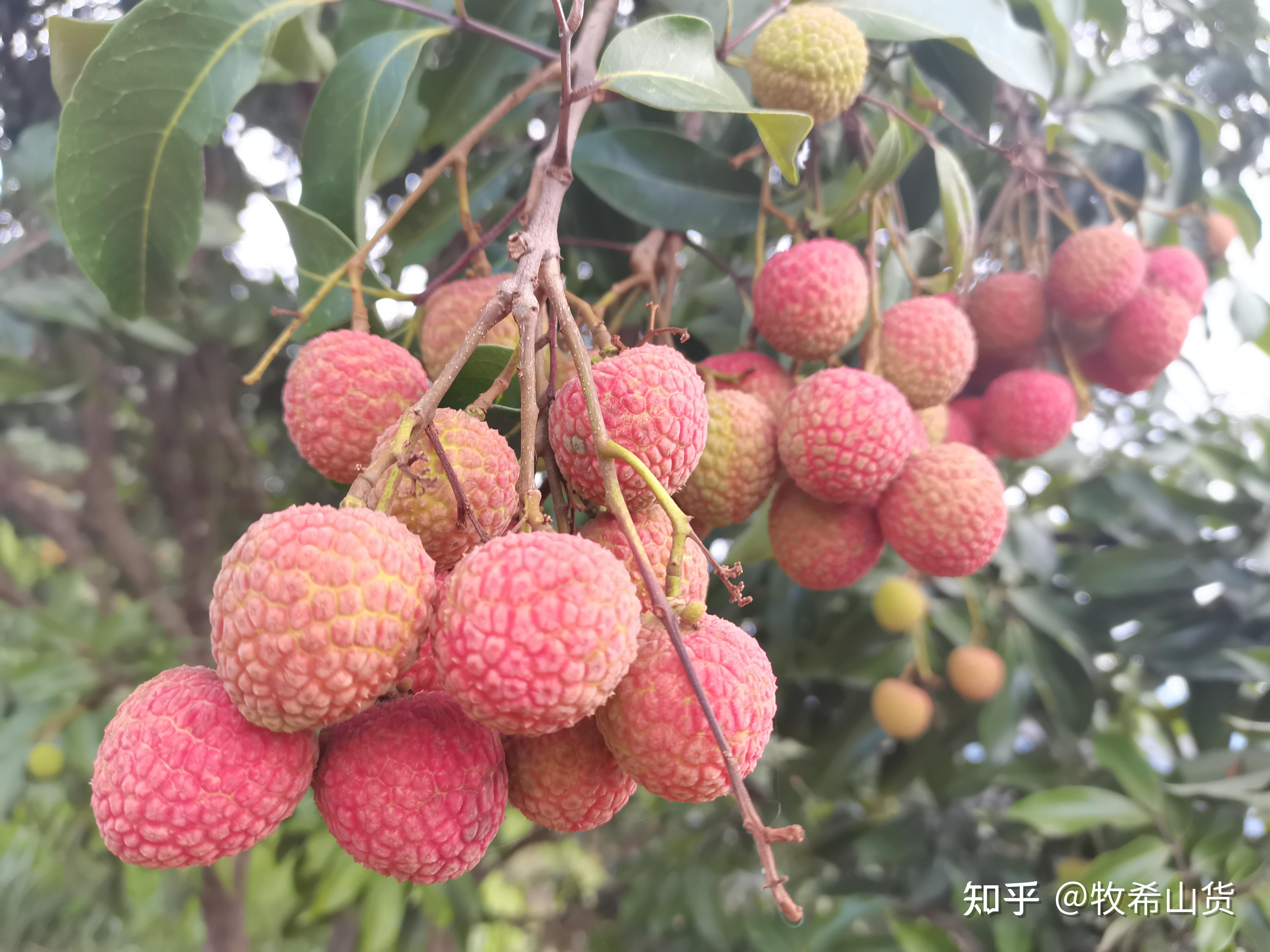 果皮鲜红，果肉爽脆，清甜多汁，被誉为”荔枝界的天花板” - 知乎