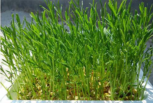 松柳苗无毒是真的吗有什么价值