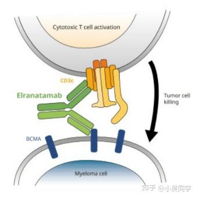 BCMA/CD3双抗技术梳理 - 知乎