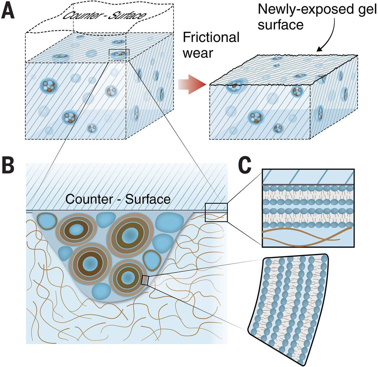 哈佛医学院：具有等级孔结构的3D生物打印可注射负载细胞水凝胶体系_孔水