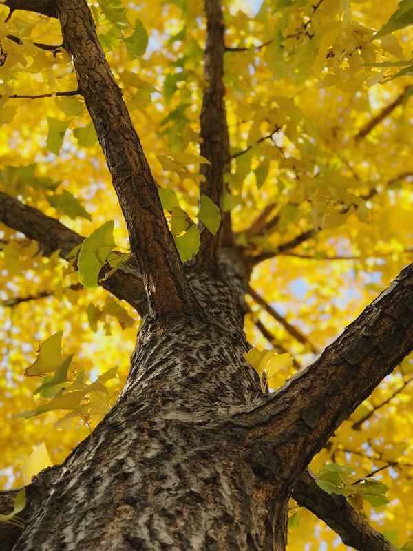 一棵树美到怀疑人生