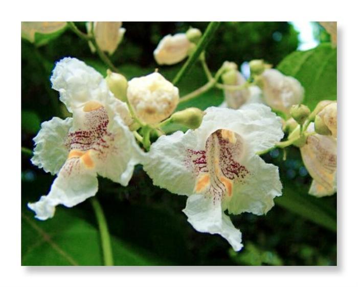 6月1日的生辰花 梓树花 知乎 6月1日的生辰花 梓树花 知乎