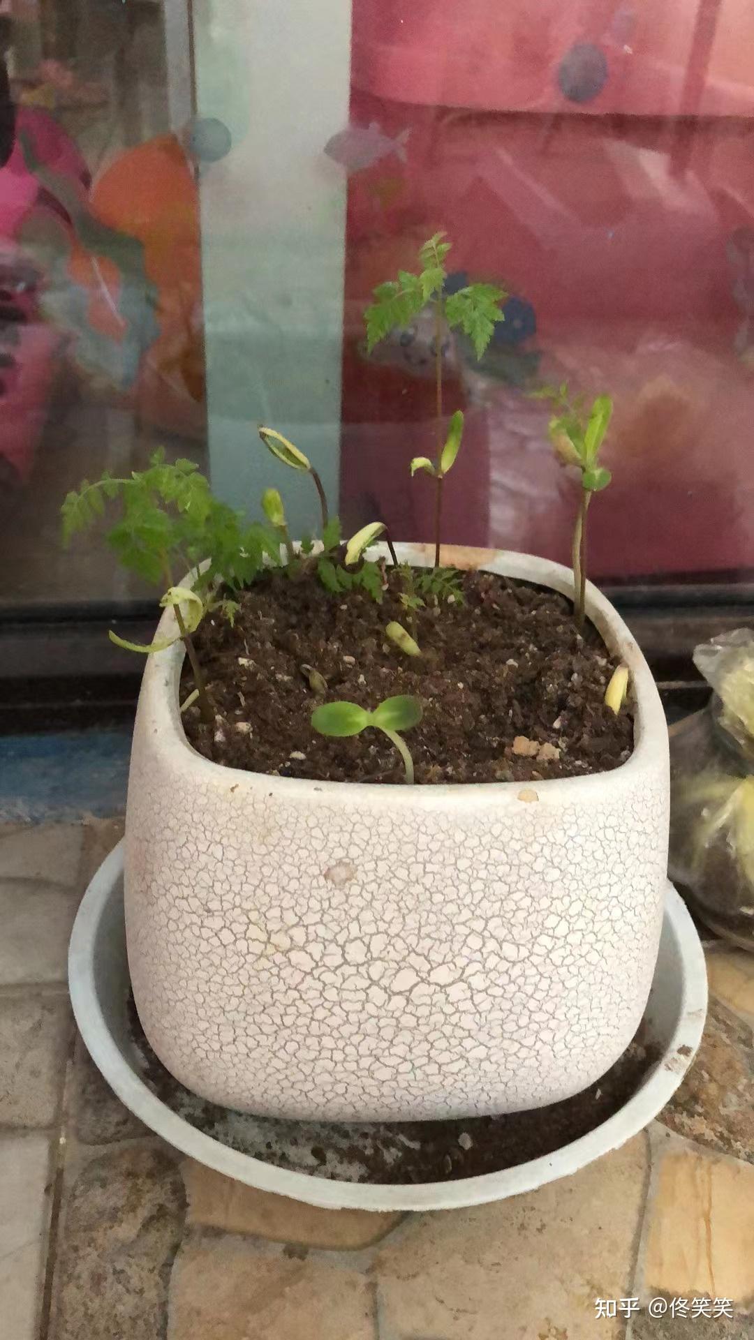 容易发芽的菠萝蜜种子