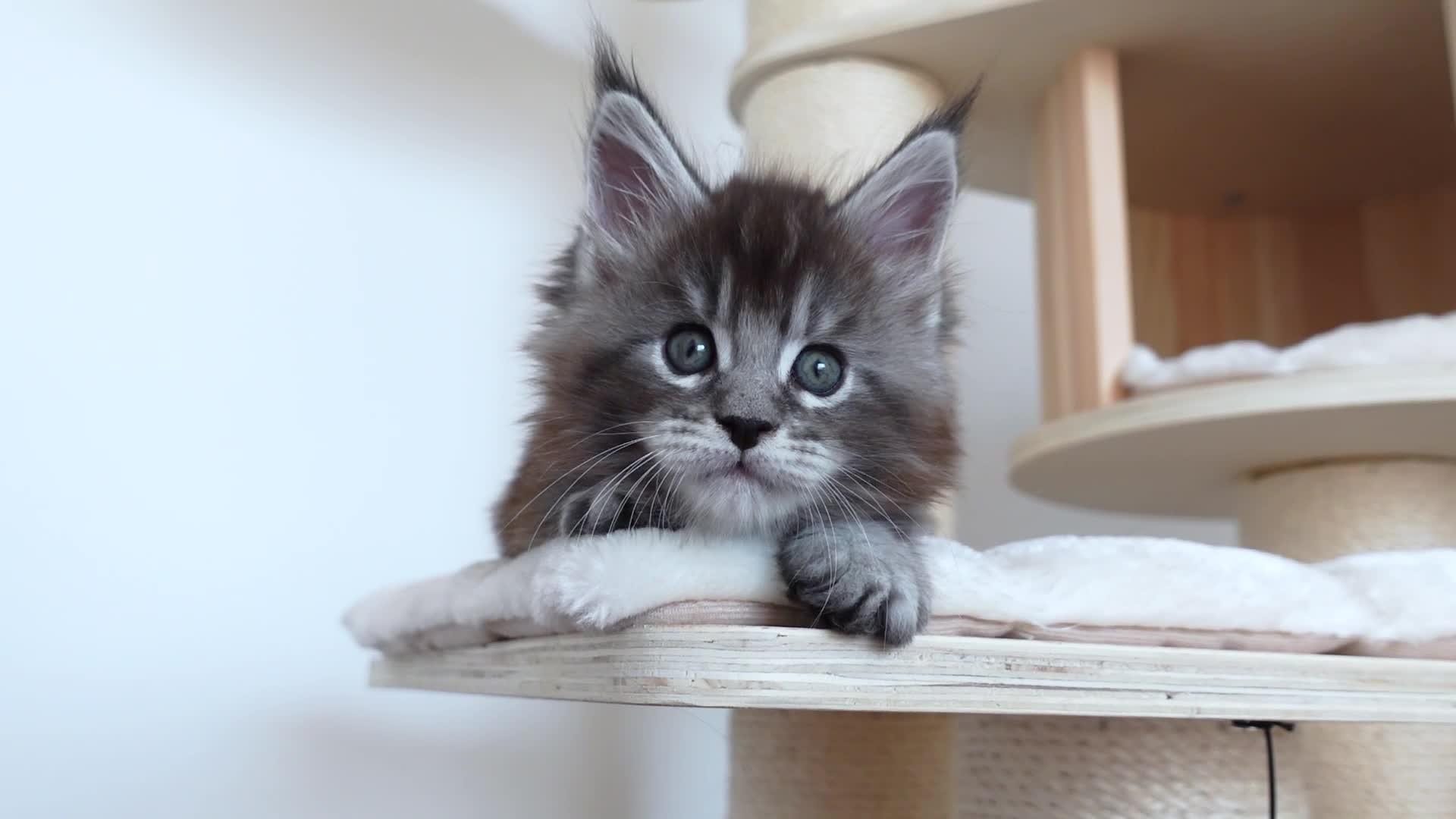 体重快6斤的缅因小奶猫,三个月大了还到处找奶吃!反差萌!