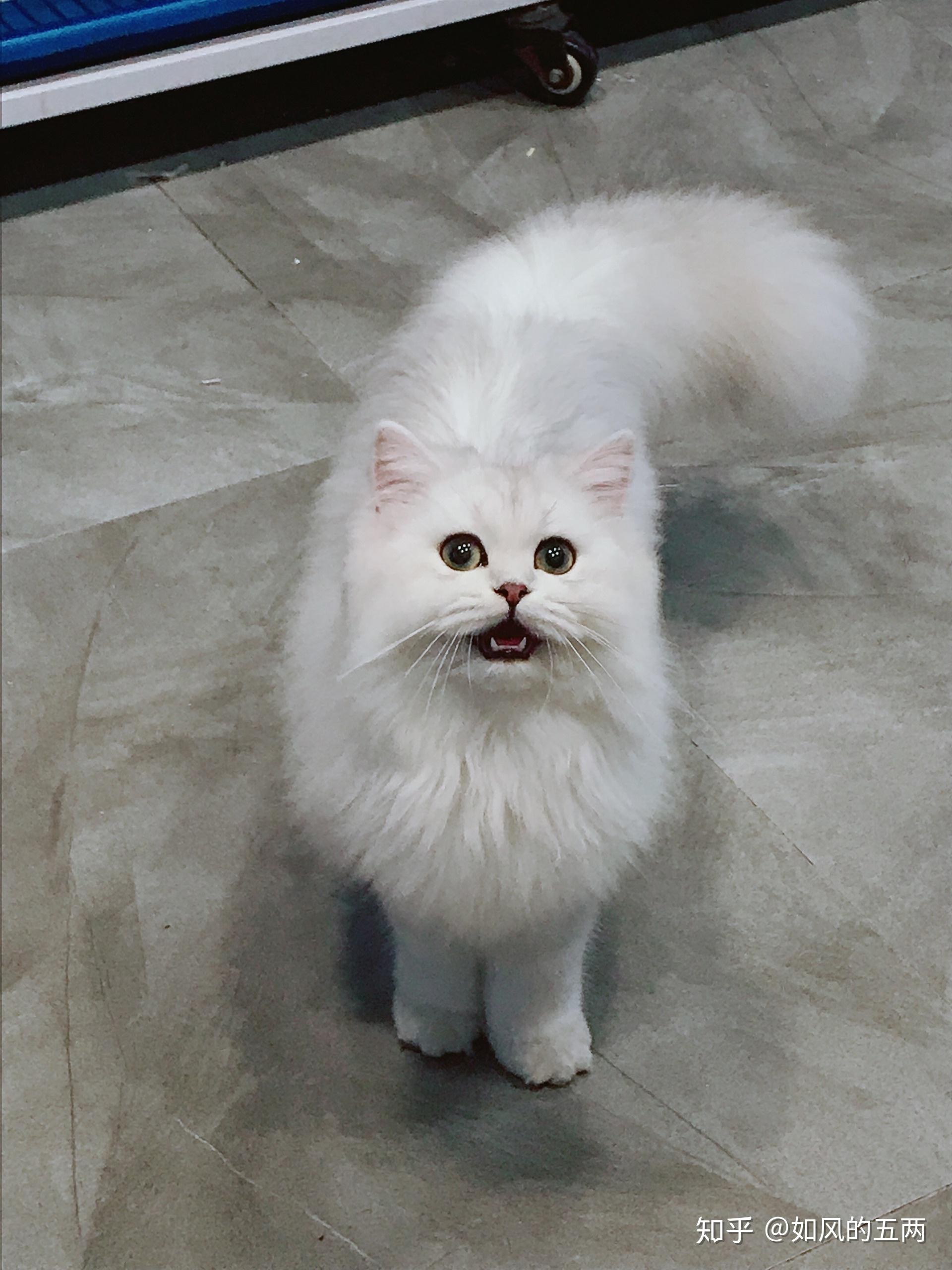 这个银渐层怎么样!小猫3000值得吗? - 知乎