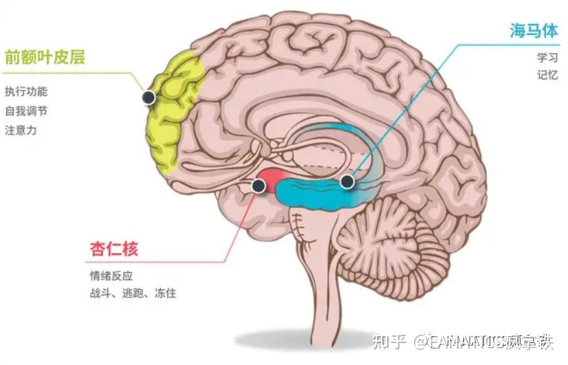 你以为刘畊宏跳的只是健身操其实还有情绪管理和大脑锻炼