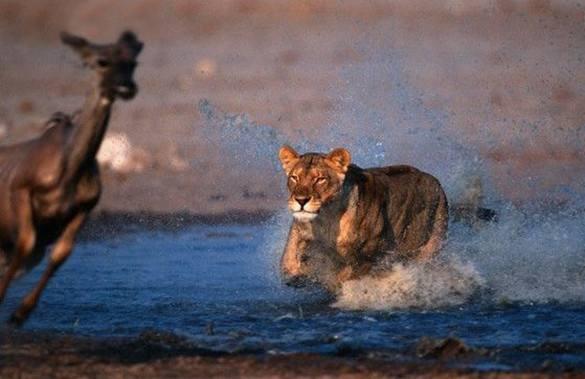 当太阳升起时你要做跑得最快的狮子或羚羊吗