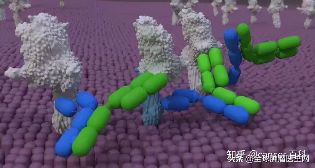 四大“续命”新药横空出世!HER2阳性胃癌全球新药研发进展一览 - 知乎
