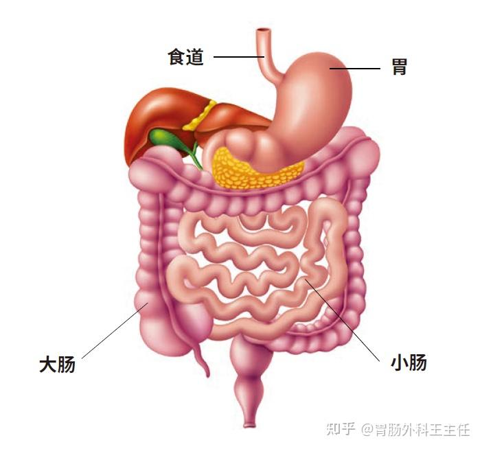 胃是消化系统中一个大的中空器官,食物经食道进入胃,在胃里被分解成