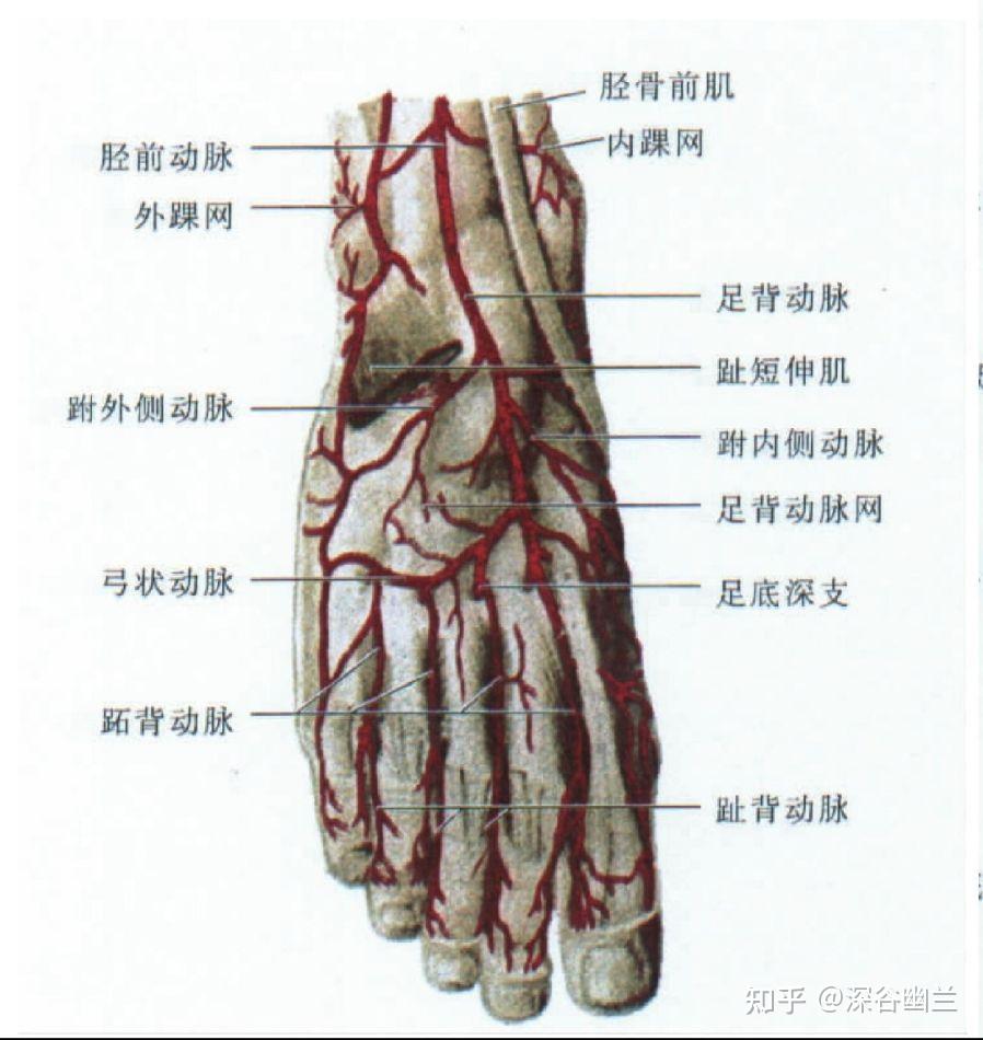 趾长屈肌腱,第二蚓状肌,深层为骨间肌,有来自胫前动脉的足底弓,布有