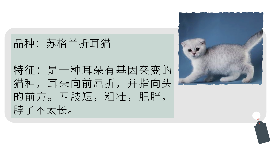 猫咪品种大全不同品种猫咪的特征性格和易患疾病介绍上