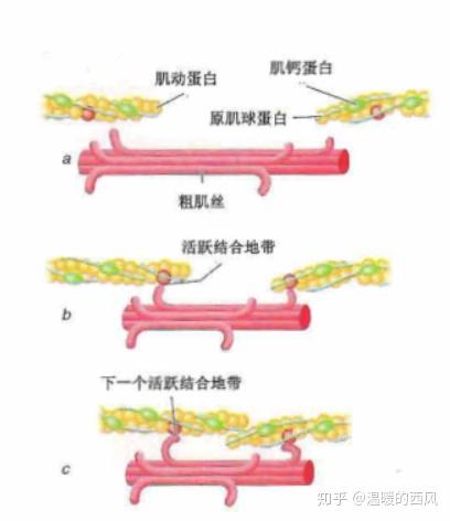 肌肉系统的结构和功能 - 知乎