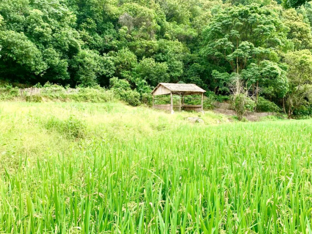 狮前村旅游景点图片