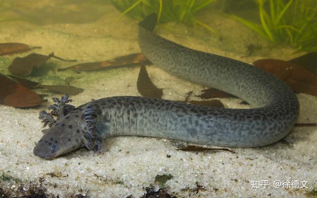 网纹鳗螈究竟是怎么样一种存在呢?