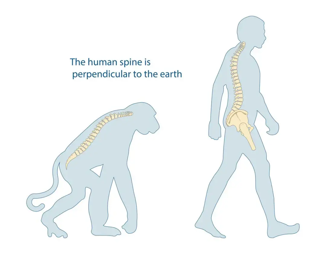 到500万年前古猿阶段开始,人类为了行走更加便利,从爬行到学会直立