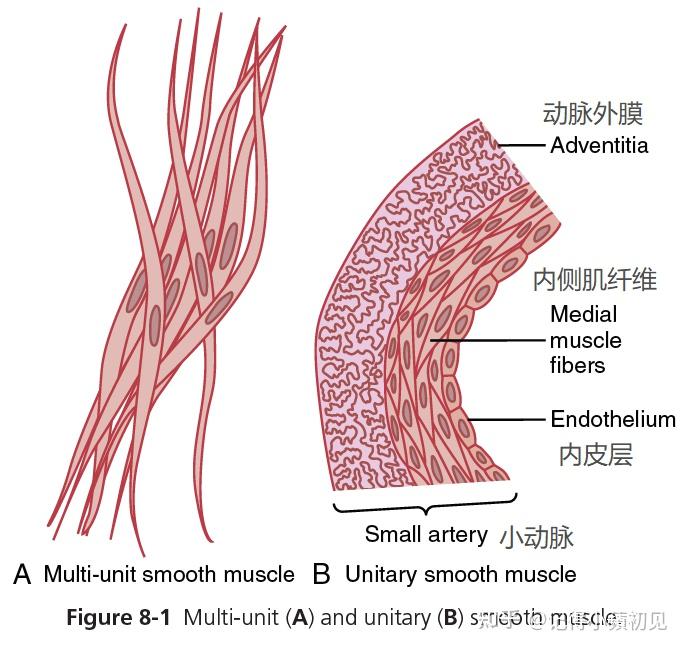 chap 8-1 平滑肌的收缩
