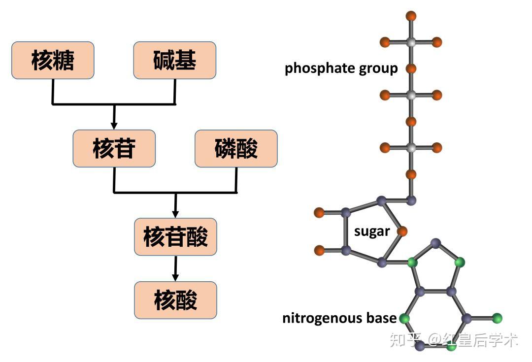 核酸结构示意图图片
