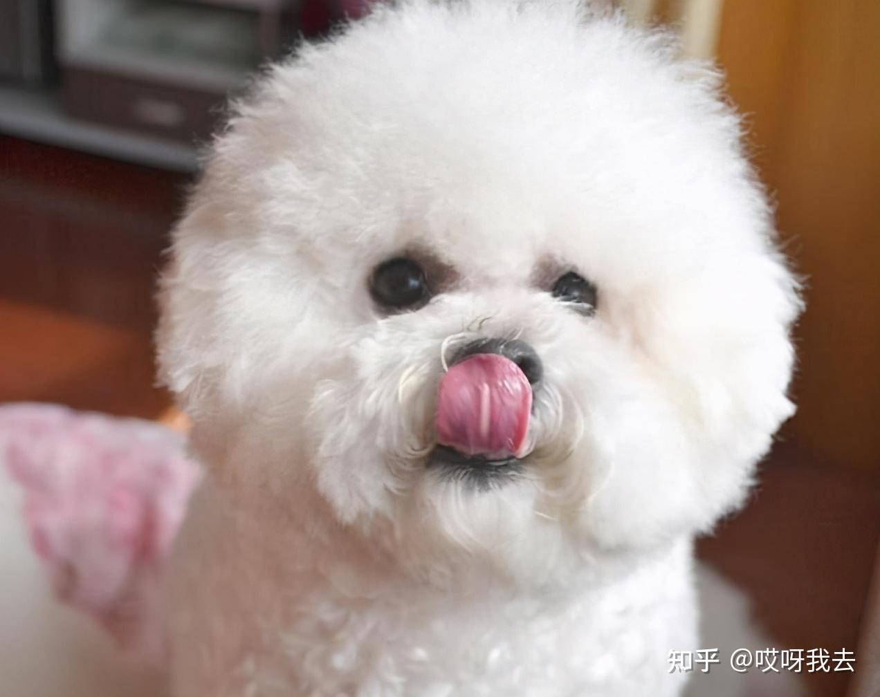 比熊犬舔人的秘密它想表达这些事情