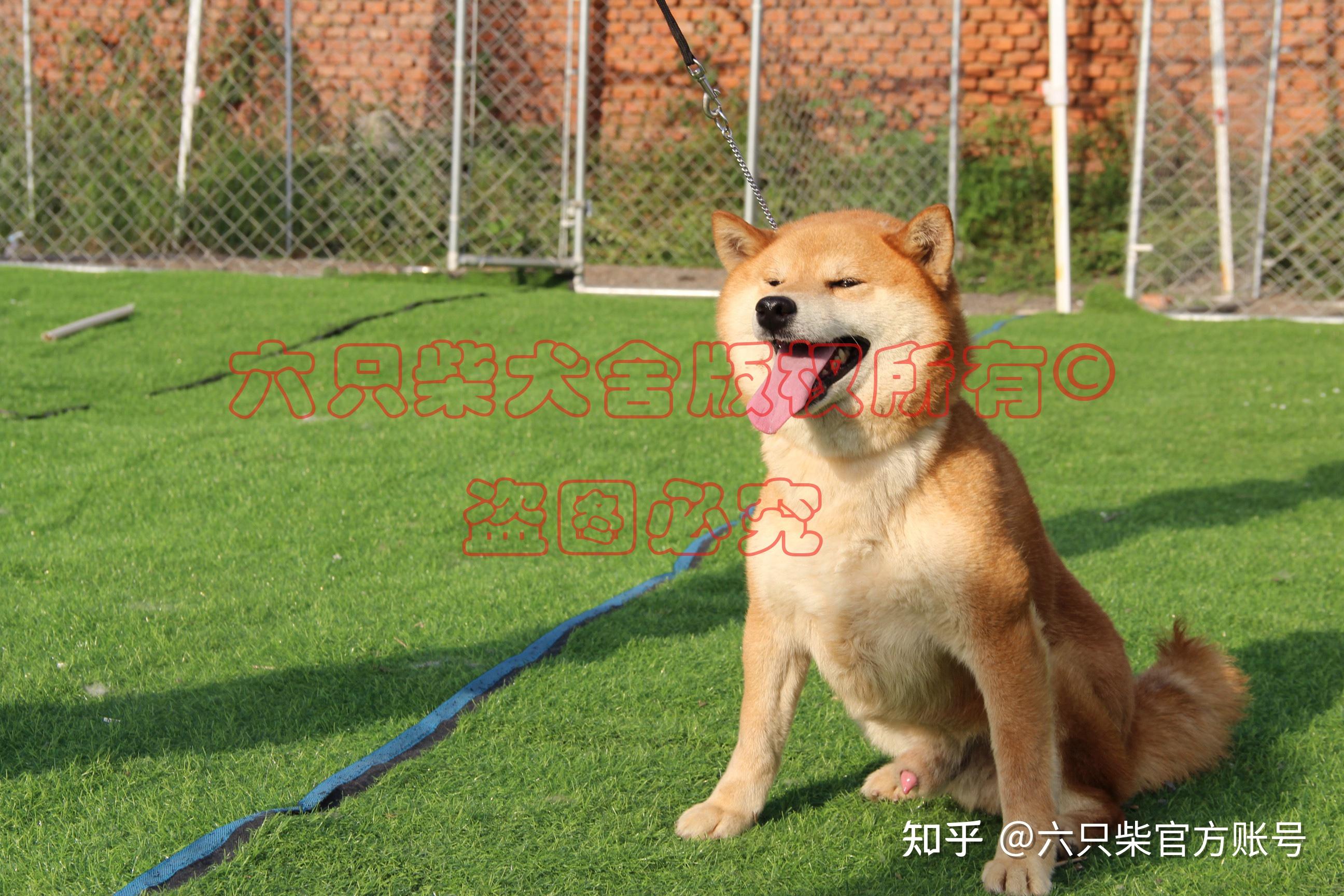 双血统柴犬是什么意思?双血统柴犬和纯种柴犬对比