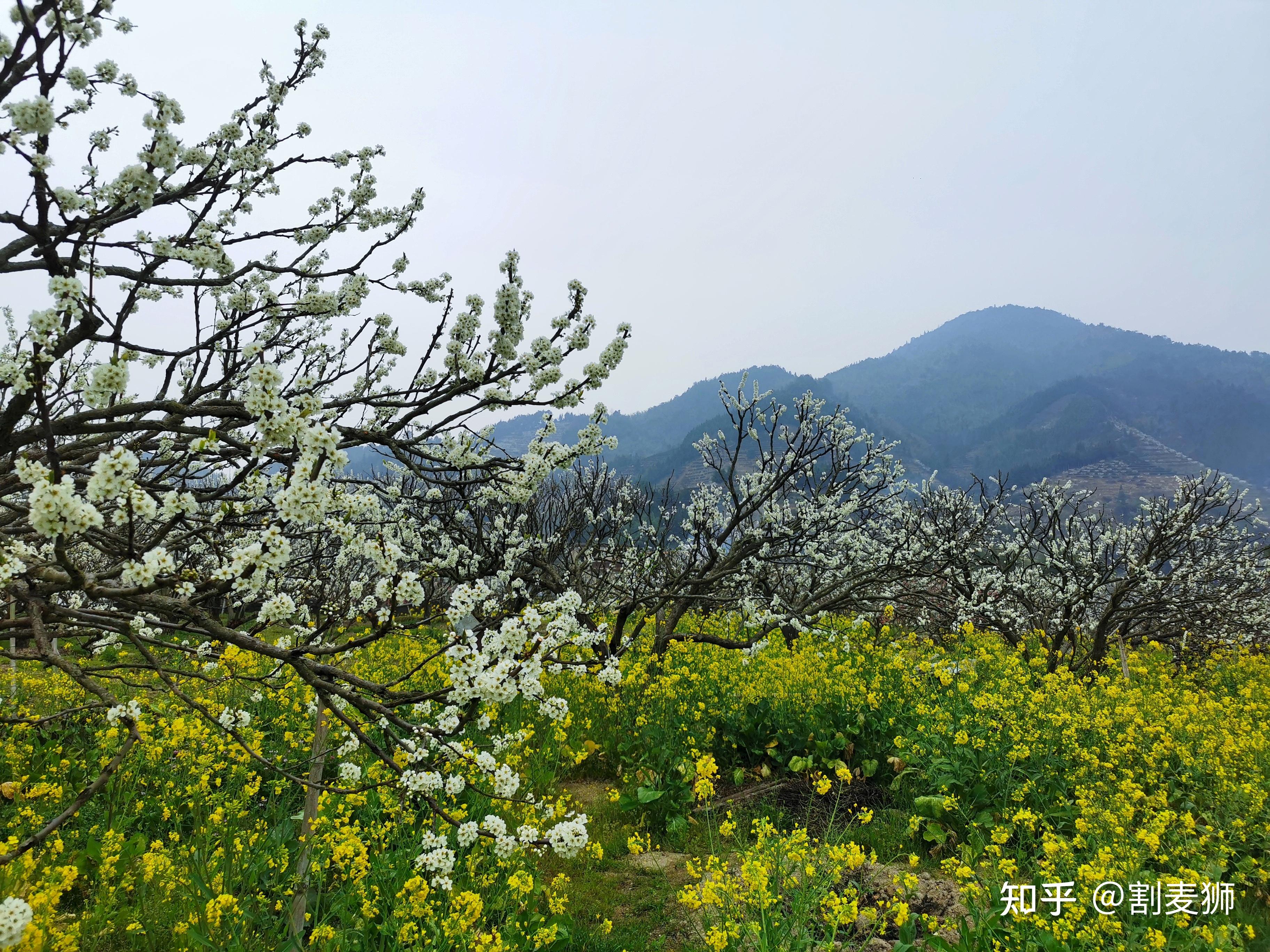 广东省乐昌市九峰镇赏桃花之旅