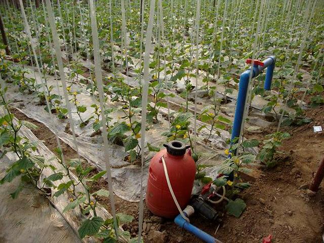 中药材追施冲施肥有效果吗冲施肥价格多少钱一吨冲施肥什么时候打好