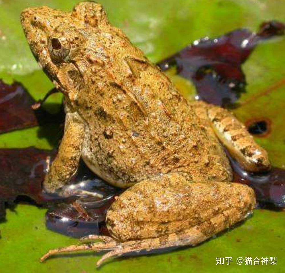 田鸡蛙叫声超长大全图片