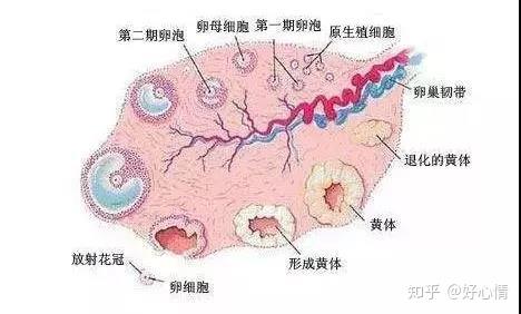 想要了解人工授精 看这一篇就够了 知乎