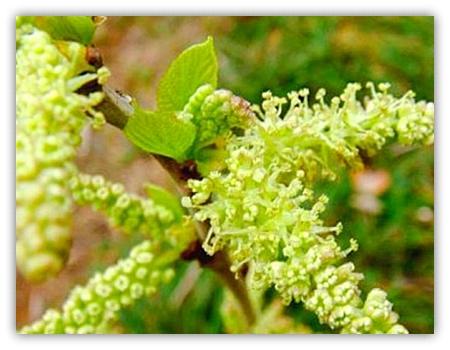 ベスト 5月31日诞生花 壁紙のための面白い写真クールな写真 ベスト 5月31日诞生花 壁紙のための面白い写真クールな写真