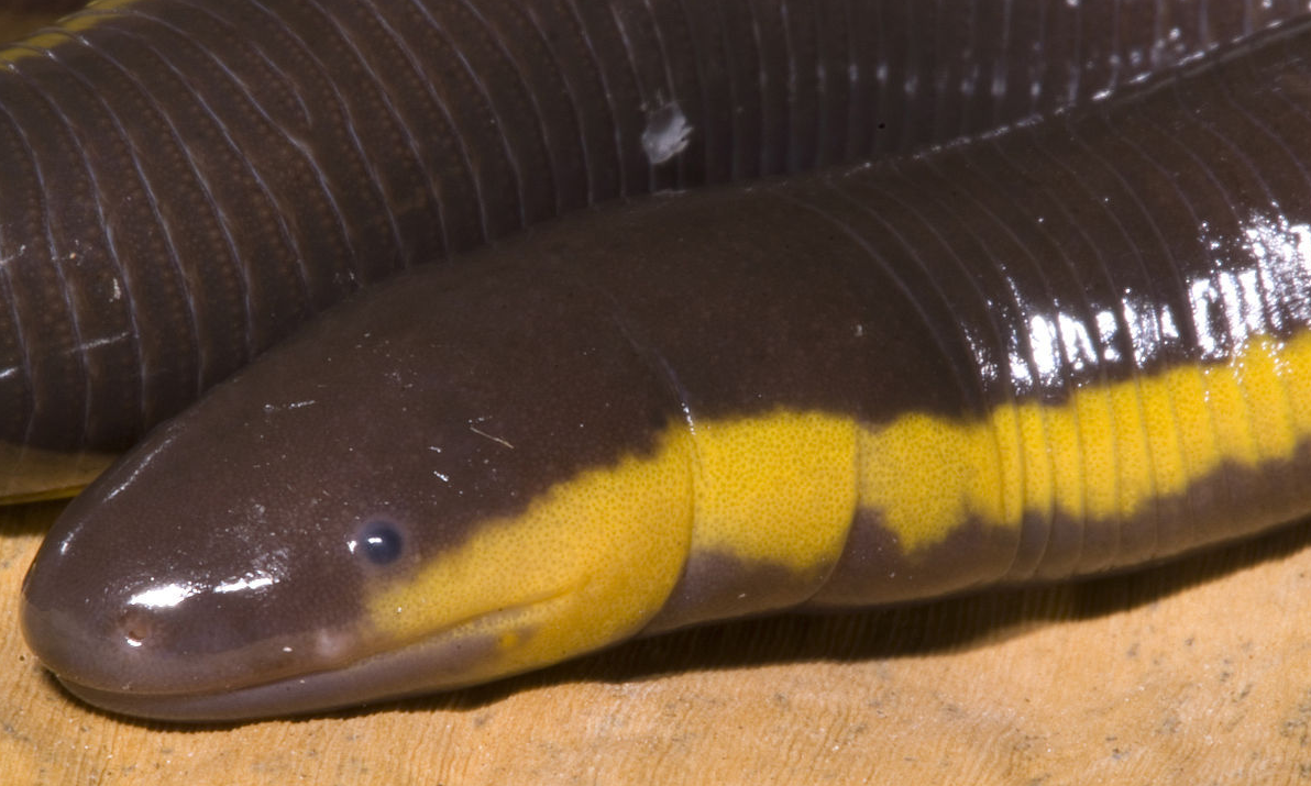 蚓螈的头部可以看出明显的眼睛,嘴;它们的体长也可以超过1米,区别它们