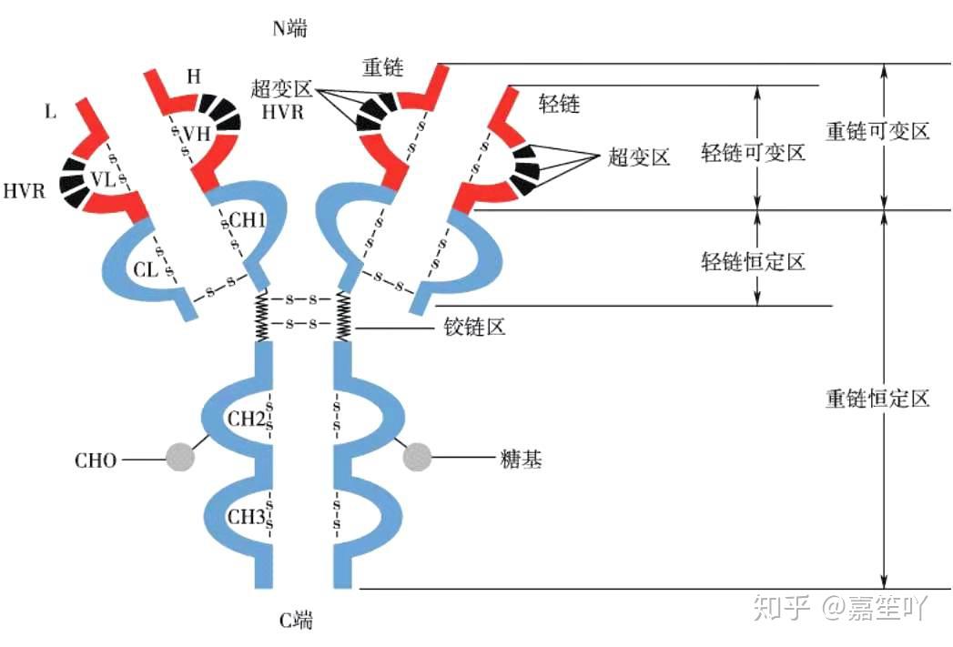 一,抗体的基本结构·根据重链恒定区(ch)氨基酸组成及结构差异,可将其