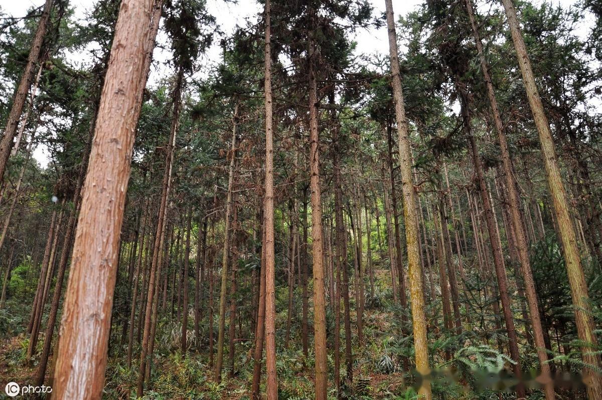 农村农民朋友种植杉木申请采伐注意事项,做到这几点,简单快捷 - 知乎