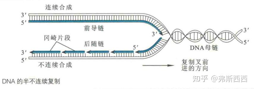 生化——DNA的复制及损伤修复整理 - 知乎