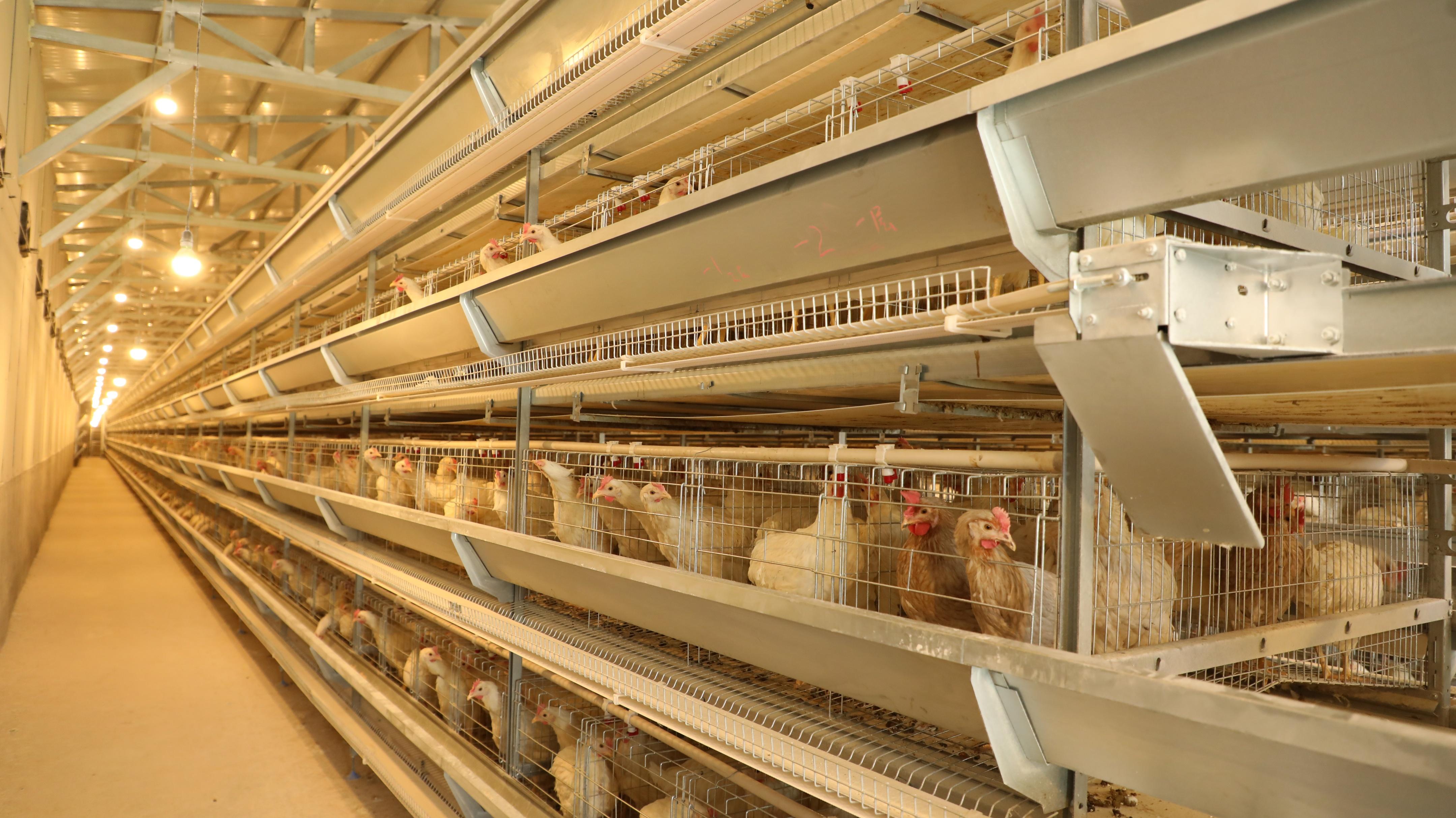 饮水系统-全自动蛋鸭笼养设备|全自动蛋鸡笼|养鸡设备|蛋鸡养殖设备厂家|郑州远卓农牧设备有限公司