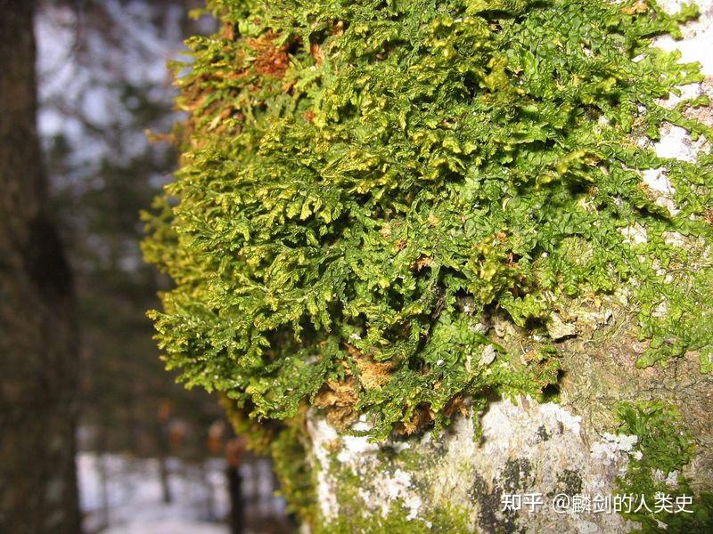 【地球生物全系列——植物篇】地钱门—叶苔纲 - 知乎