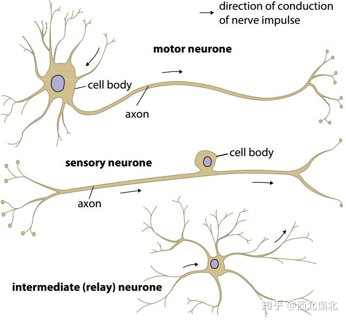 2 types of neuronsthe difference between voluntary action and